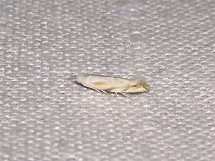 Goldenrod Bucculatrix, photo 2 of 5