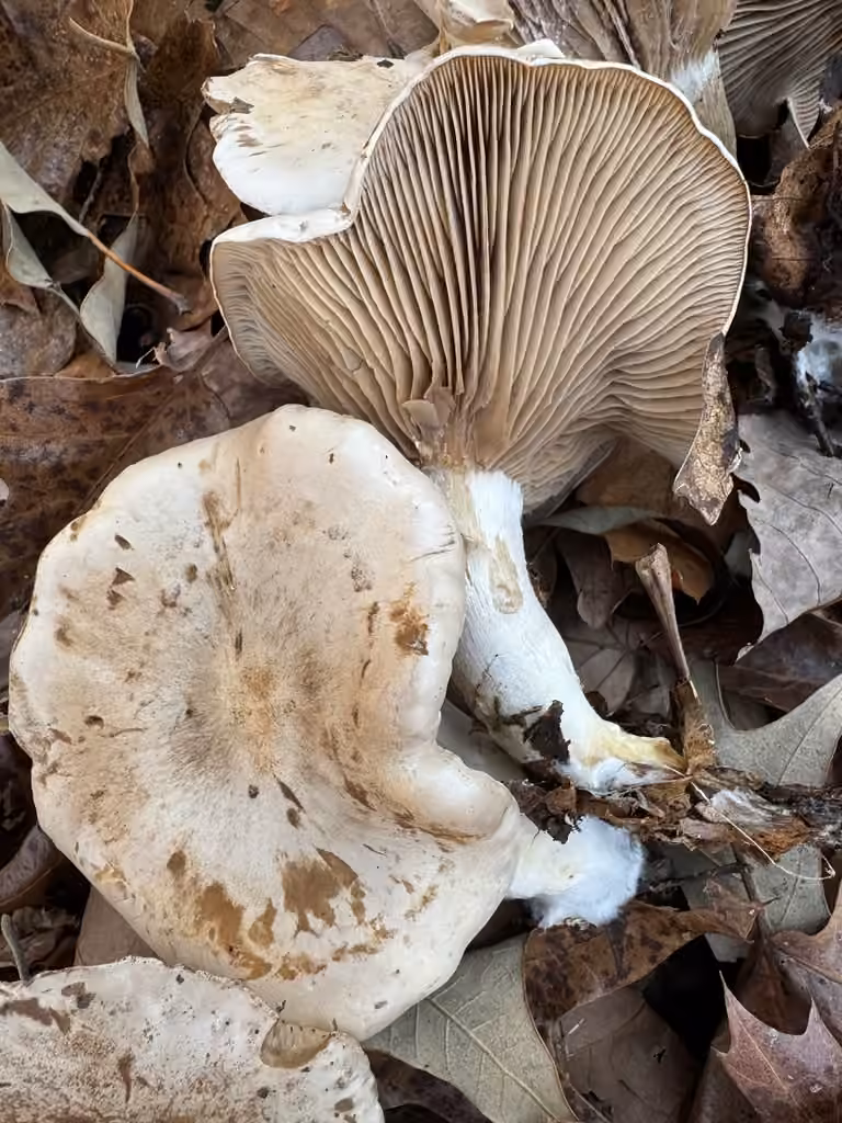 Clitocybe à odeur de poisson, photo 2 sur 5