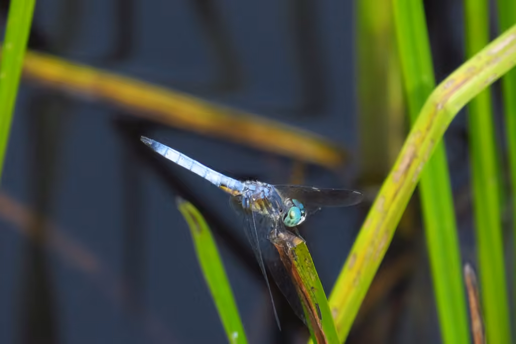 Blue Dasher, Male