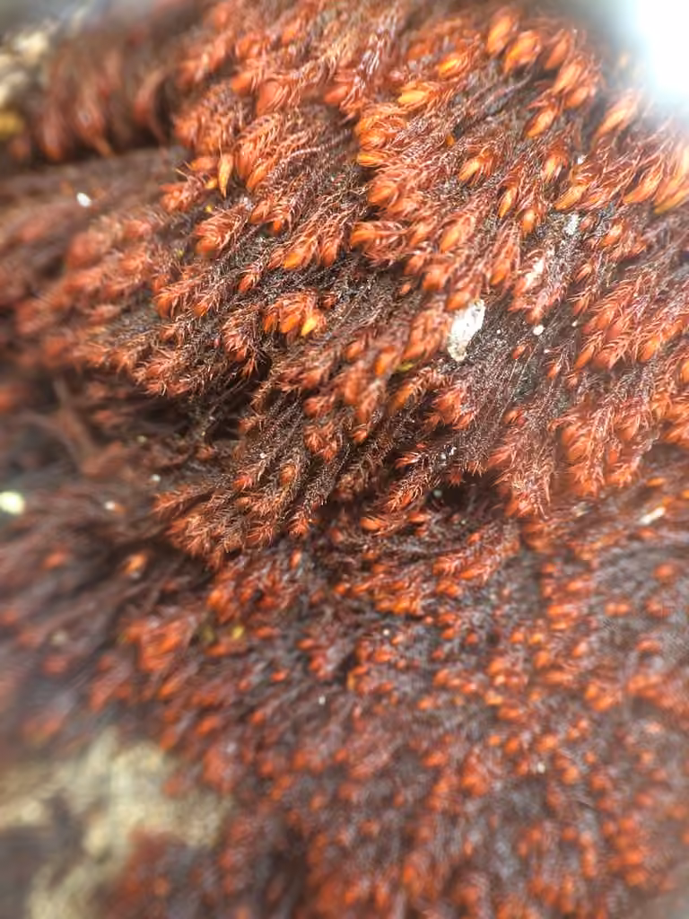 Snow Rock-moss, photo 2 of 5