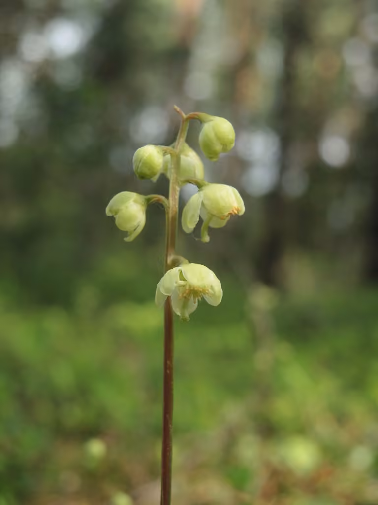 Green-flowered wintergreen, In flower