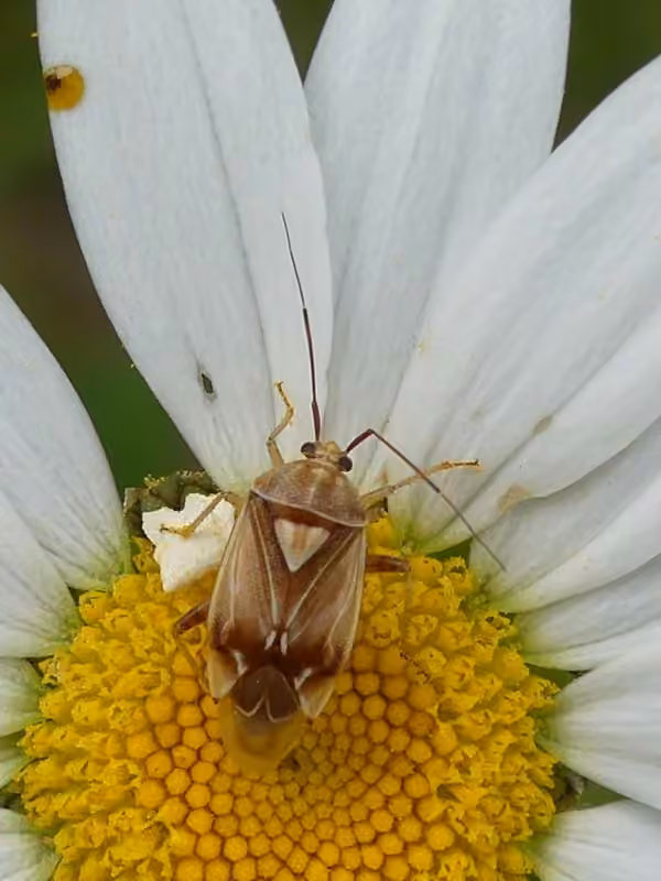 Lygus vanduzeei, photo 2 sur 5