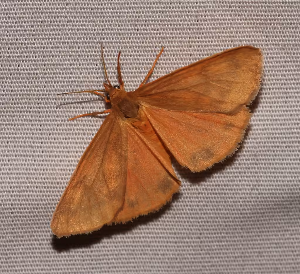 Rusty Virbia Moth