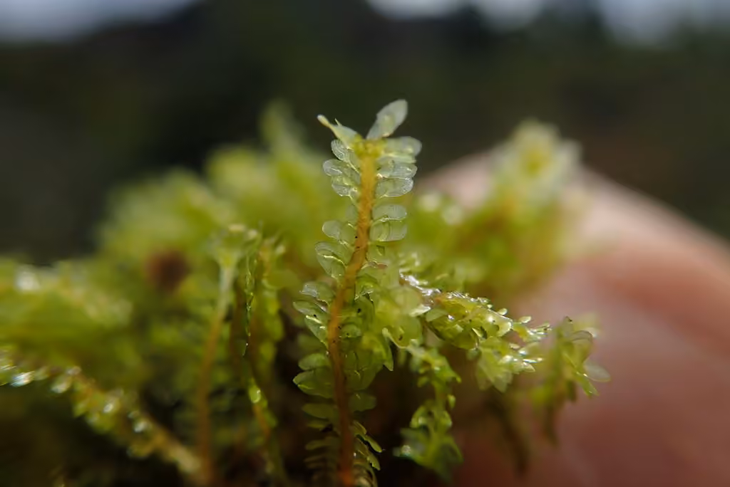 Alpine Earwort, photo 2 of 5