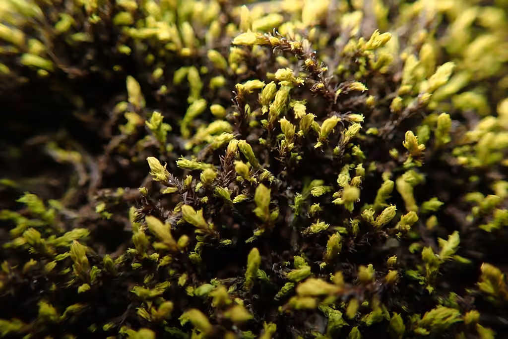 Slender Fringe-moss, photo 2 of 5