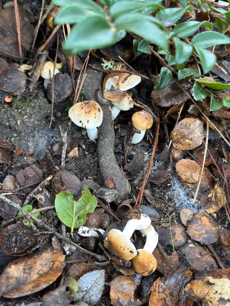 Rosy Brown Waxy Cap, photo 3 of 5