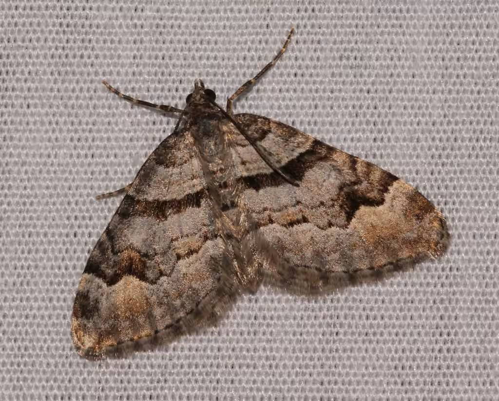 Northern Carpet, photo 1 sur 5