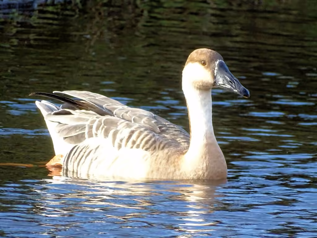 Swan Goose, photo 3 of 5