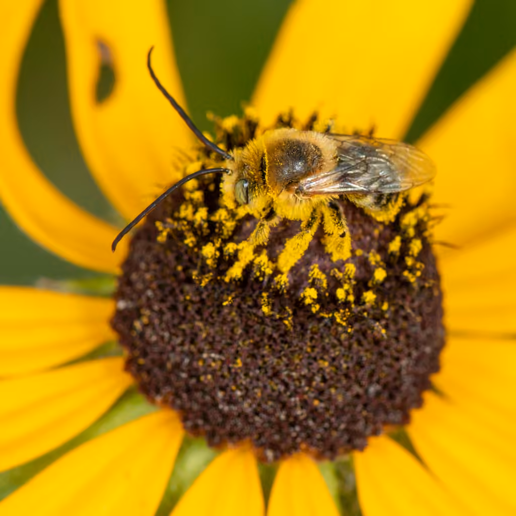 Abeille à trois nœuds, Mâle