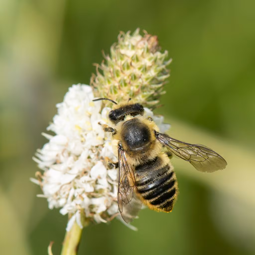 Mégachile larges-mains, Femelle