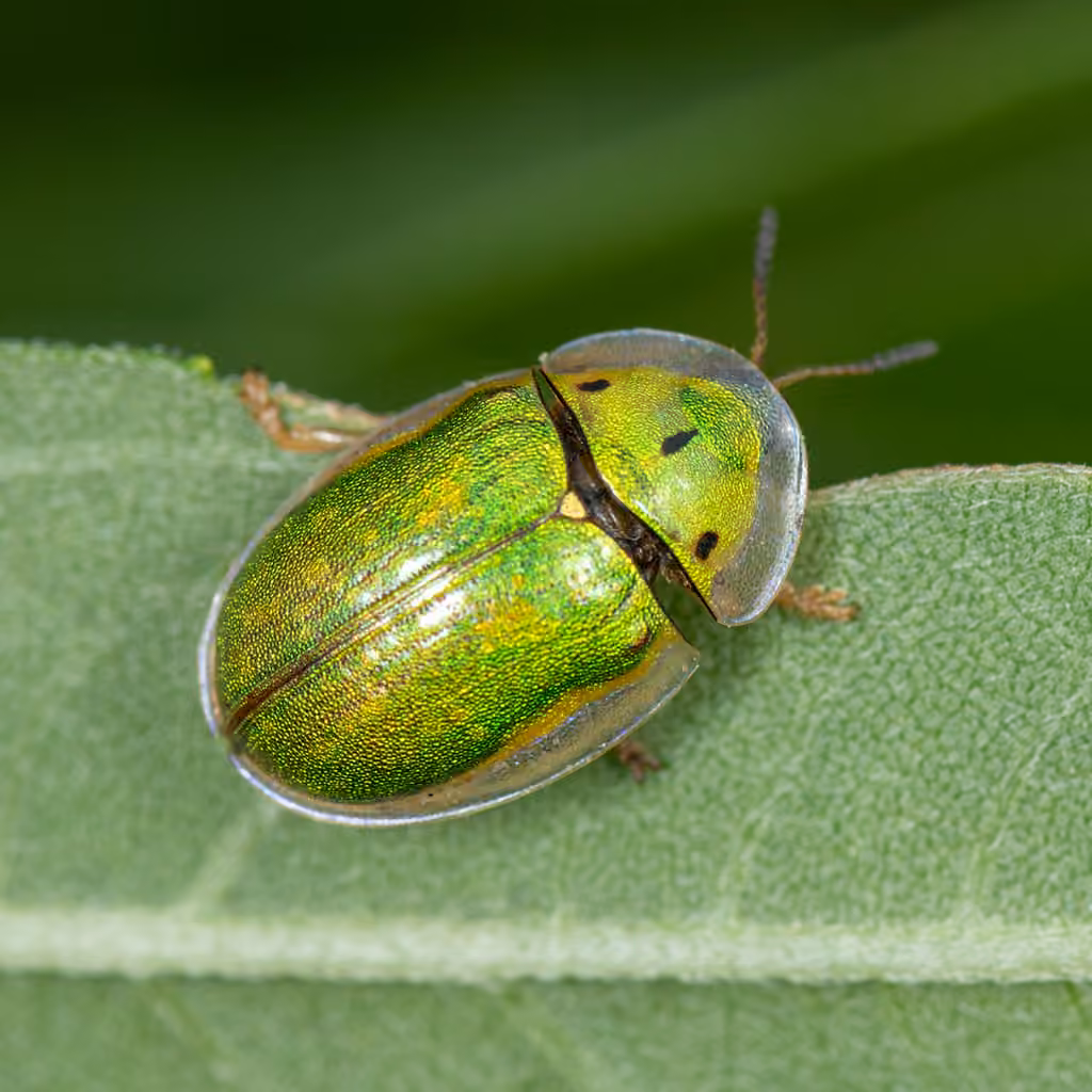 Casside des hélianthes, Adulte