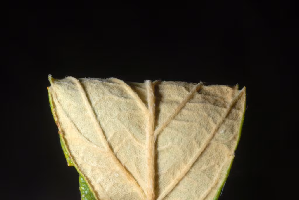 Spirée tomenteuse, En fruits