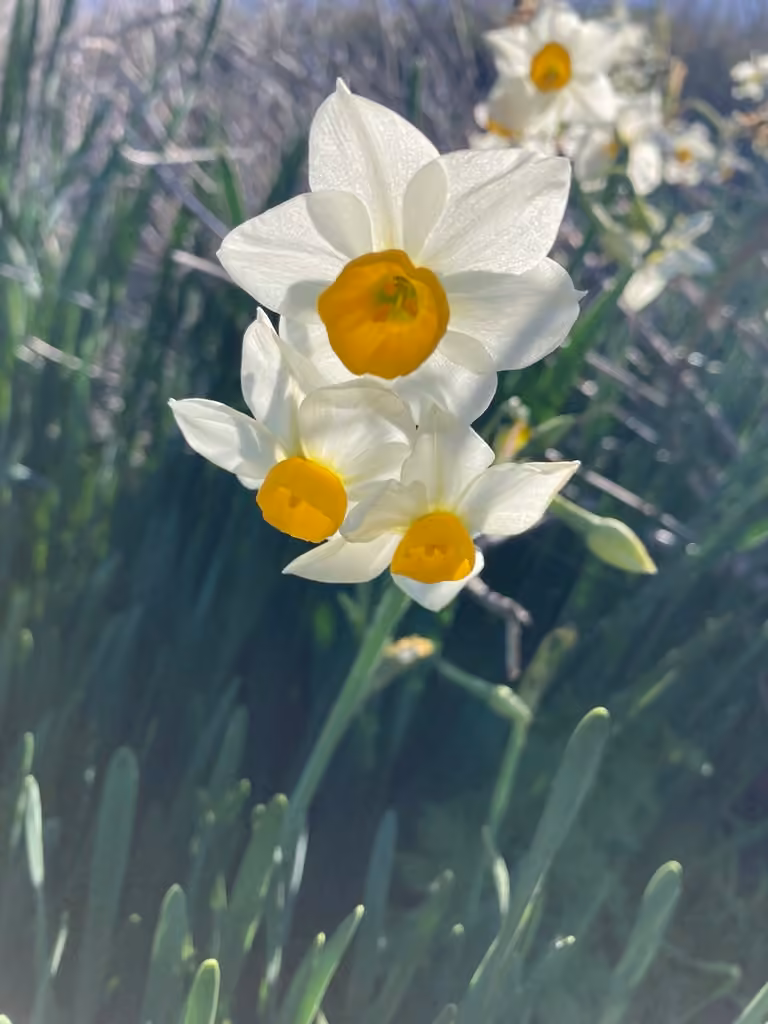 Cream narcissus, In flower