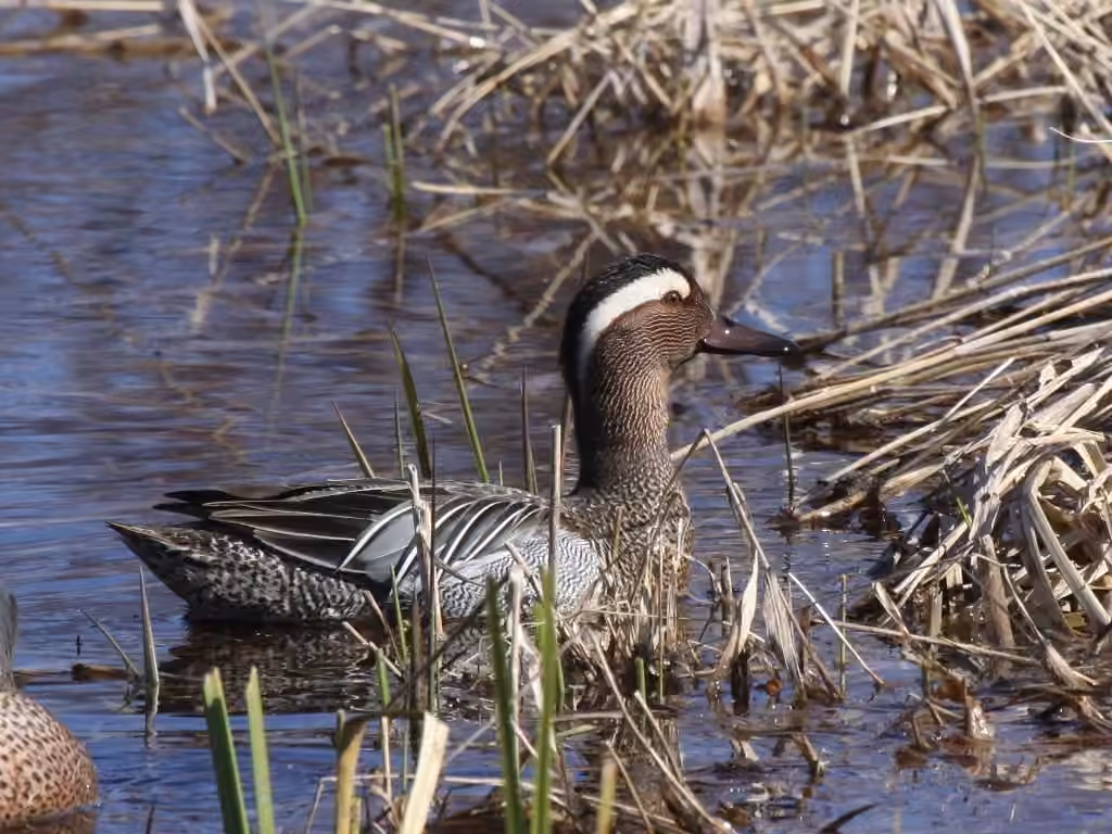 Garganey, Male