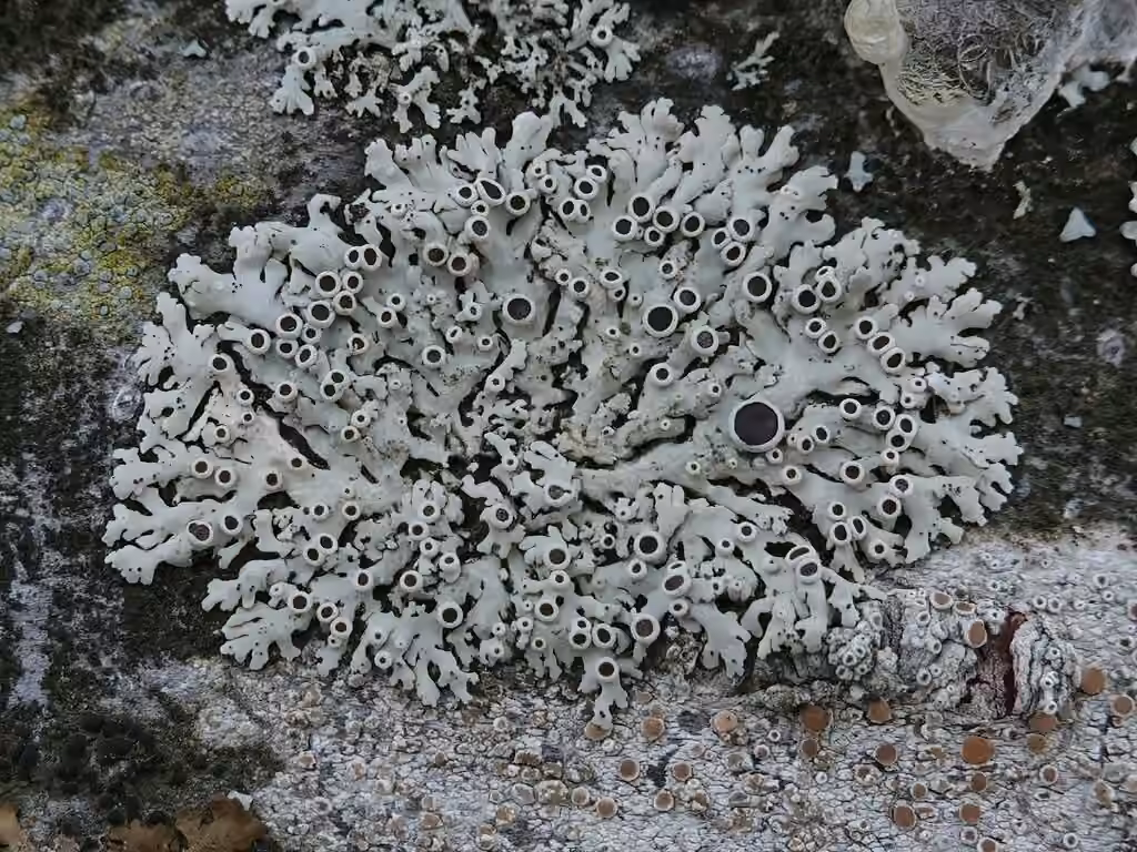 Physcie stellaire, photo 1 sur 5