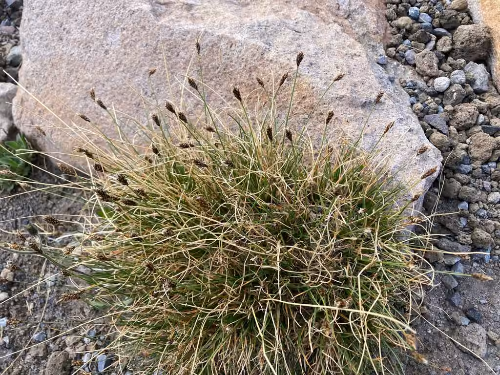 Spike sedge, photo 1 of 5