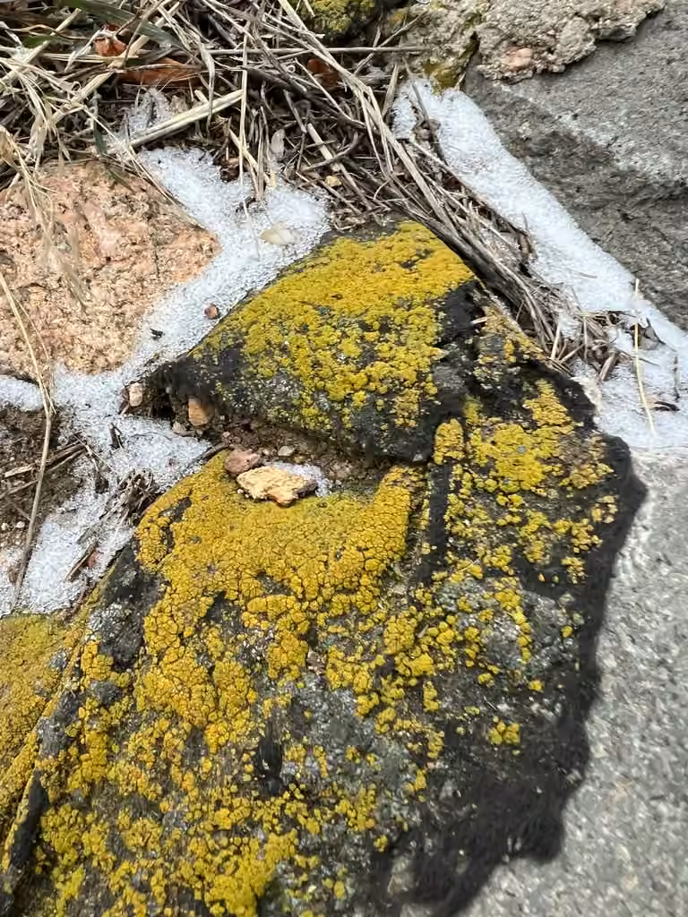 Mealy Firedot Lichen, photo 2 of 5