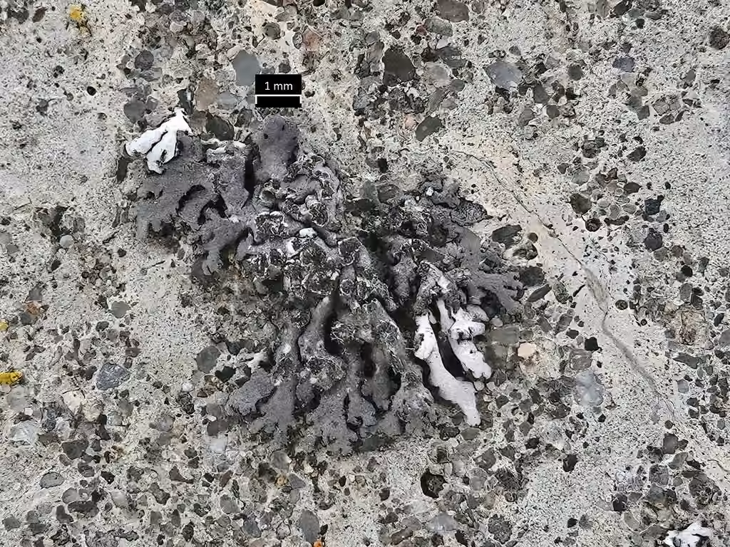Phéophyscie orbiculaire, photo 2 sur 5