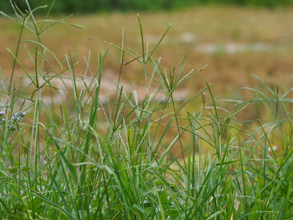 Crabgrass, photo 1 of 5