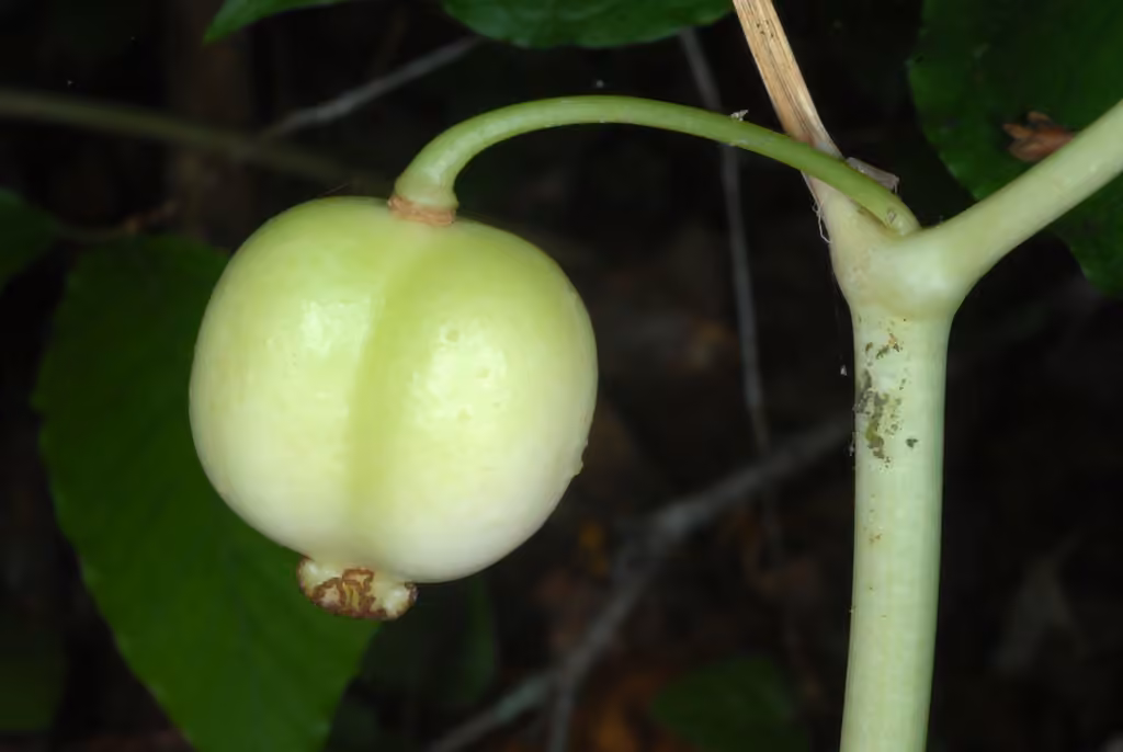 Podophylle pelté, En fruits