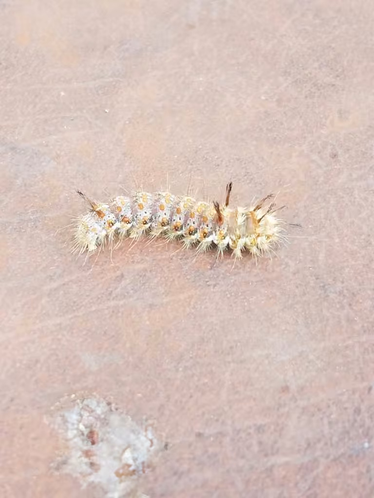Noctuelle du pin blanc, Chenille