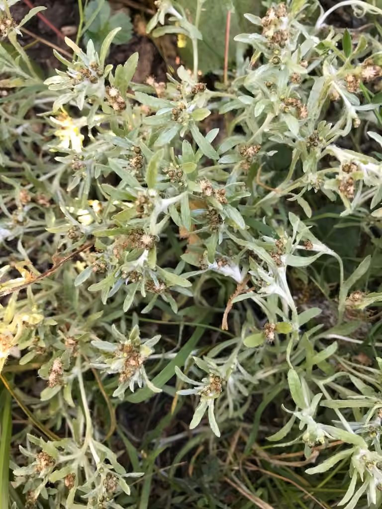Marsh cudweed, photo 1 of 5
