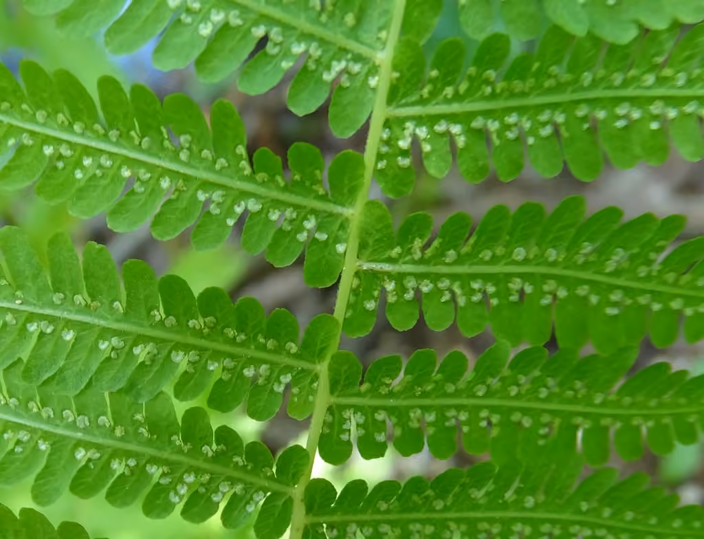 Dodge's shield fern, photo 3 of 5
