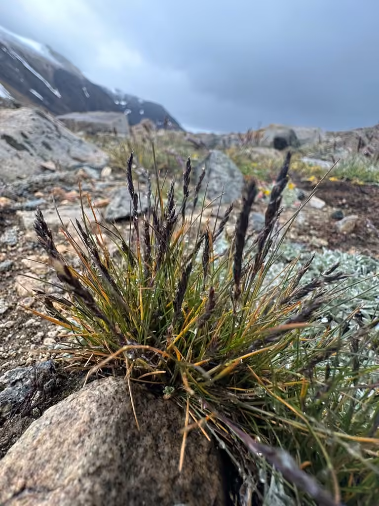 Alpine fescue