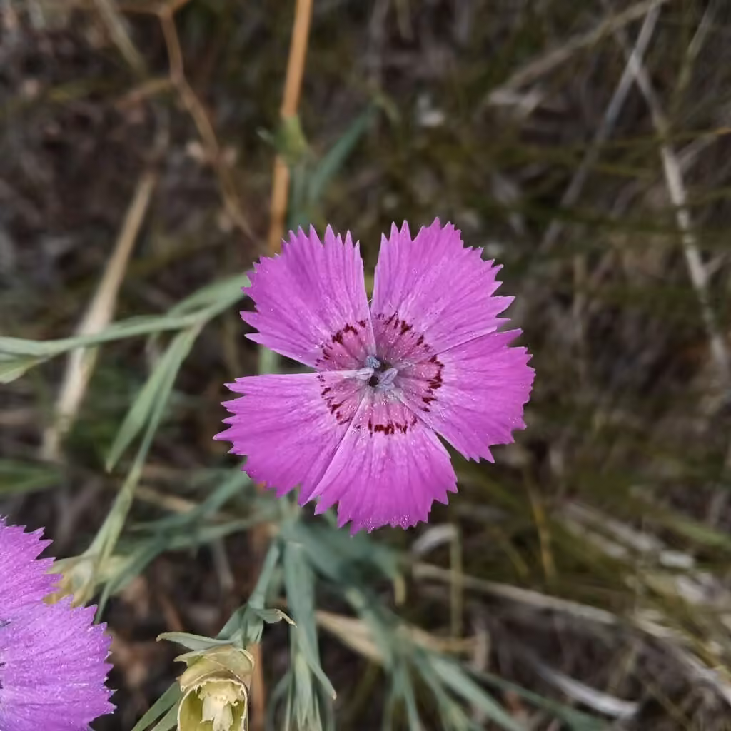 Rainbow pink, In flower