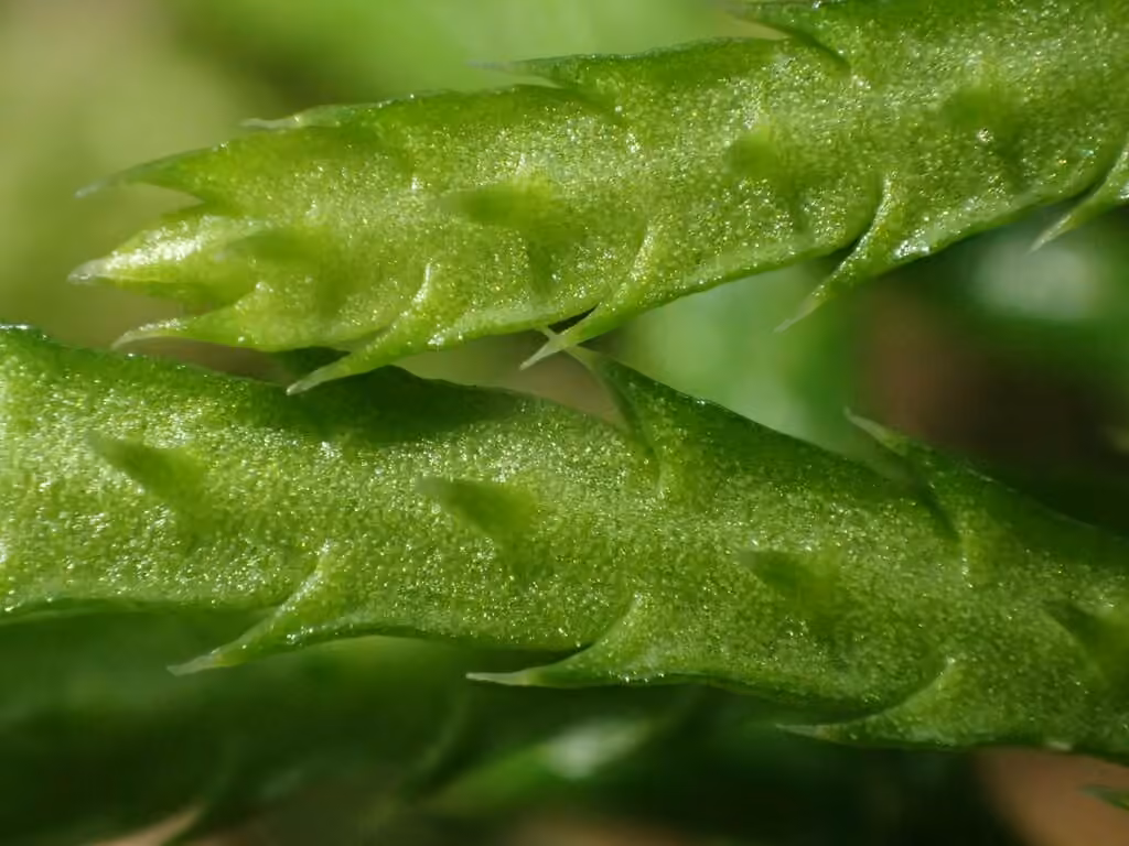 Lycopode aplati