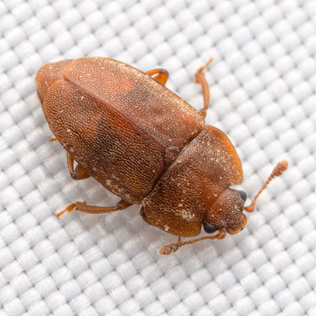 Nitidule rousse, Mâle