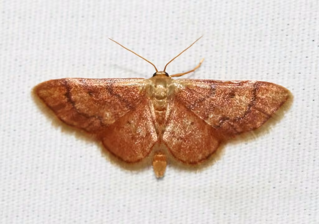 Red-bordered Wave, Adulte