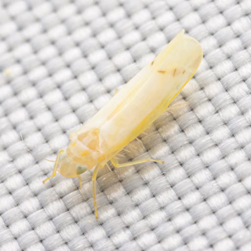 Dikrella cruentata, photo 2 of 5
