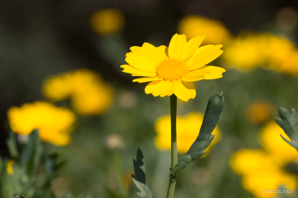 Chrysanthème des moissons, photo 1 sur 5