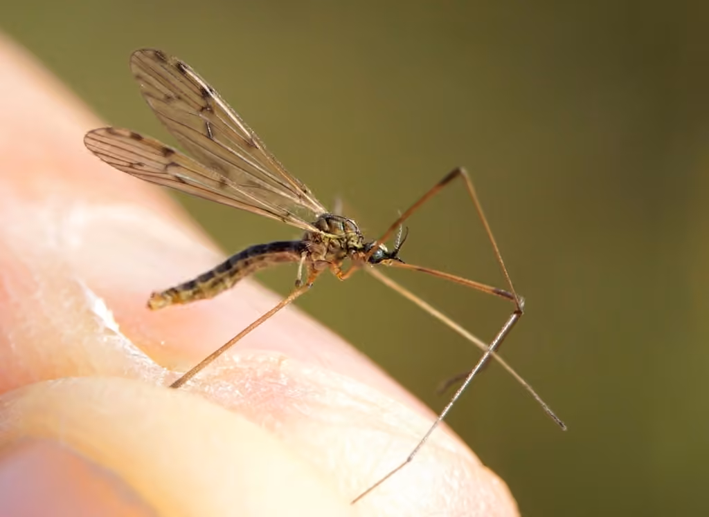 Symplecta hybrida, Male