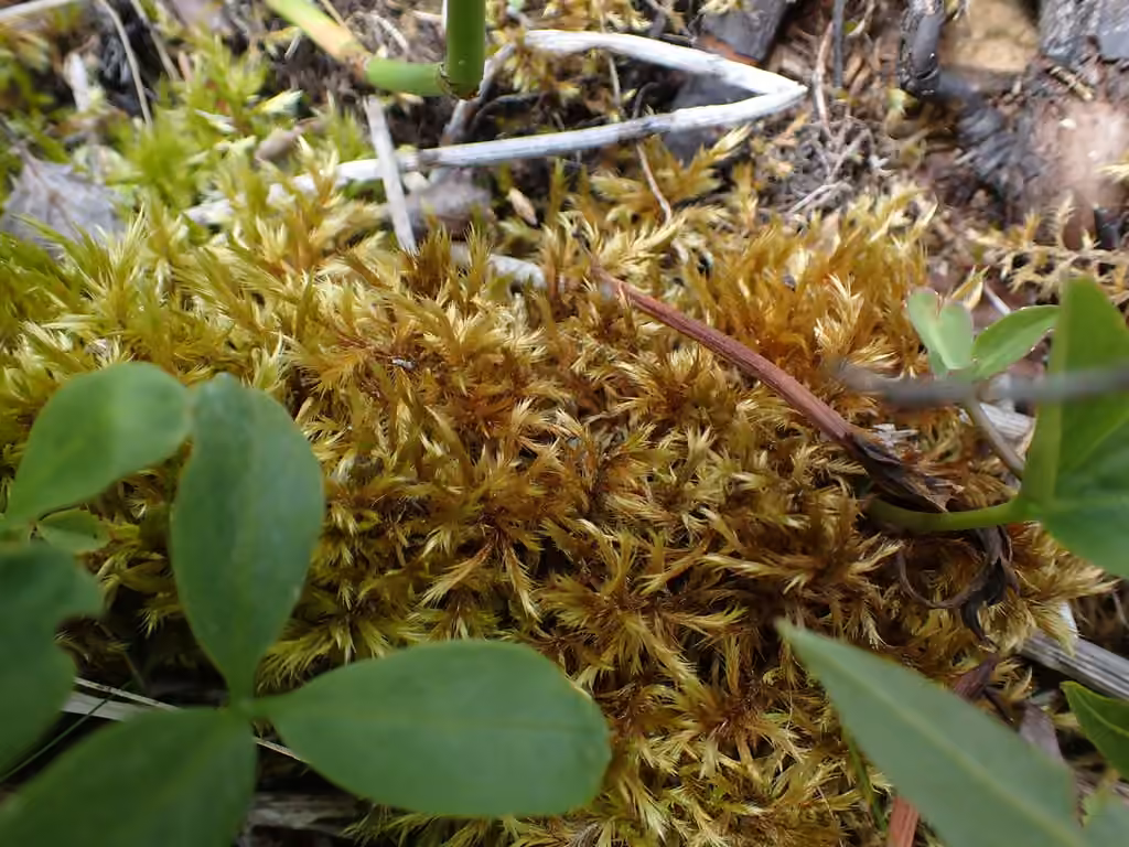 Woolly Feather-moss, photo 3 of 5