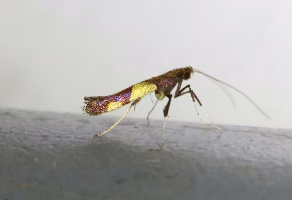 Maple Caloptilia Moth, Adulte