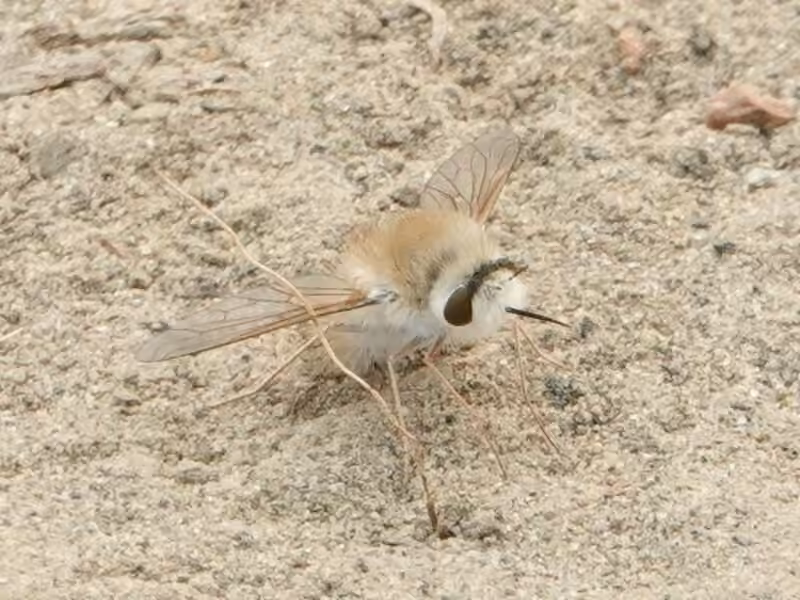 Bee Fly, Female
