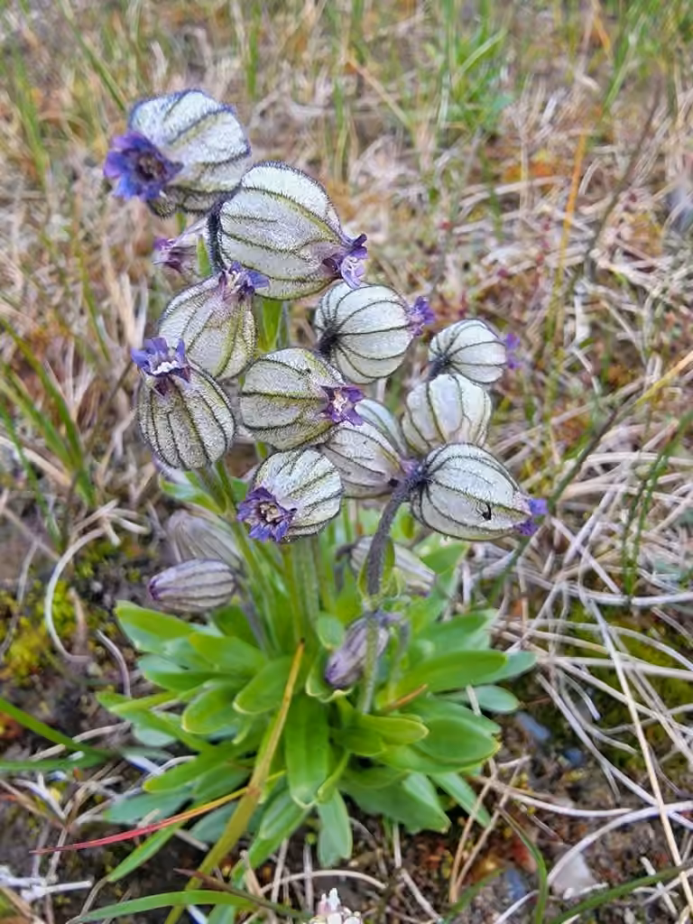 Silène de l'Oural, En fleurs