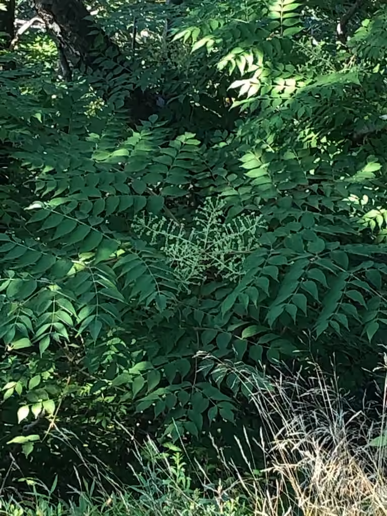 Japanese angelica tree, In fruit