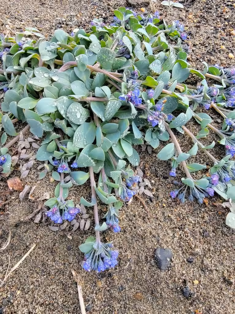 Oysterleaf, In flower
