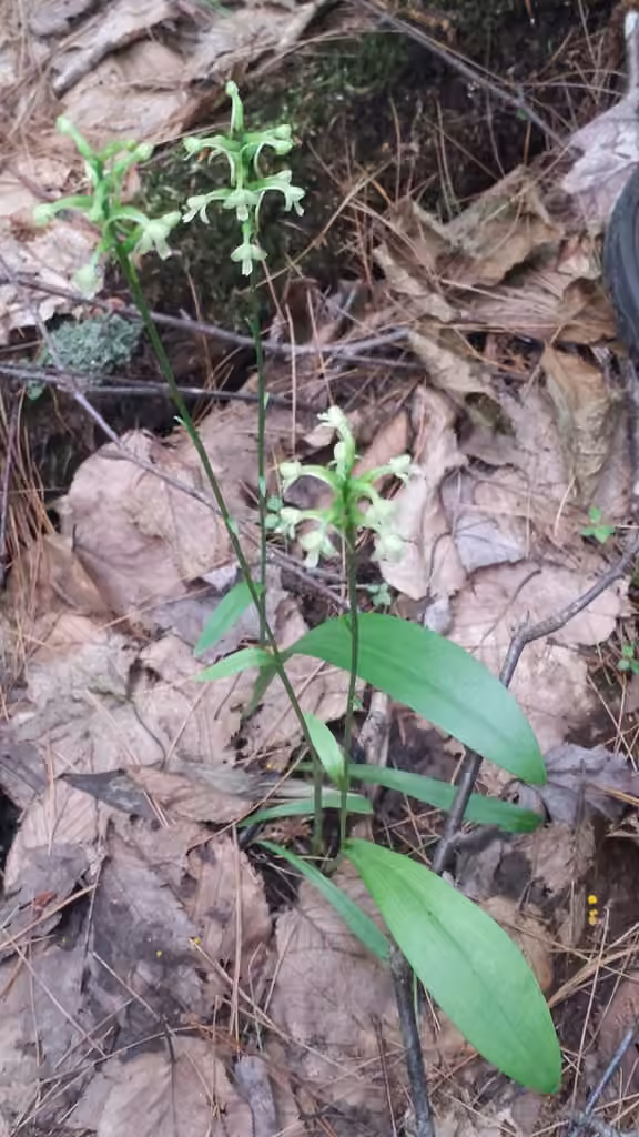 Platanthère claviforme, En fleurs