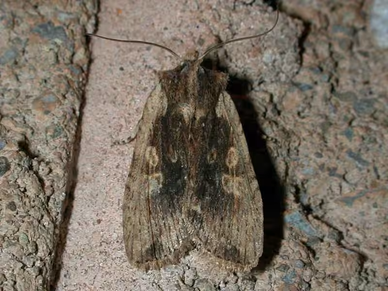 Brown Pinion, Adulte