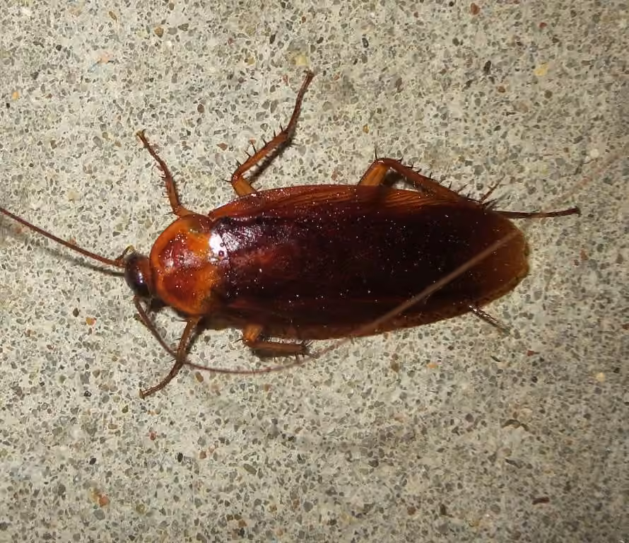 Brown Cockroach, Adult