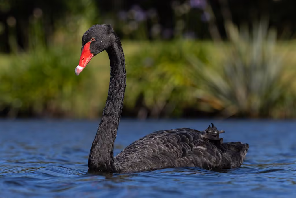 Cygne noir, photo 1 sur 5