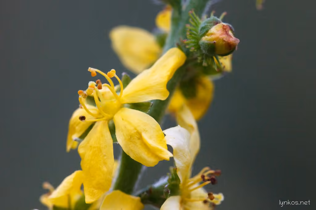 Aigremoine eupatoire, photo 2 sur 5