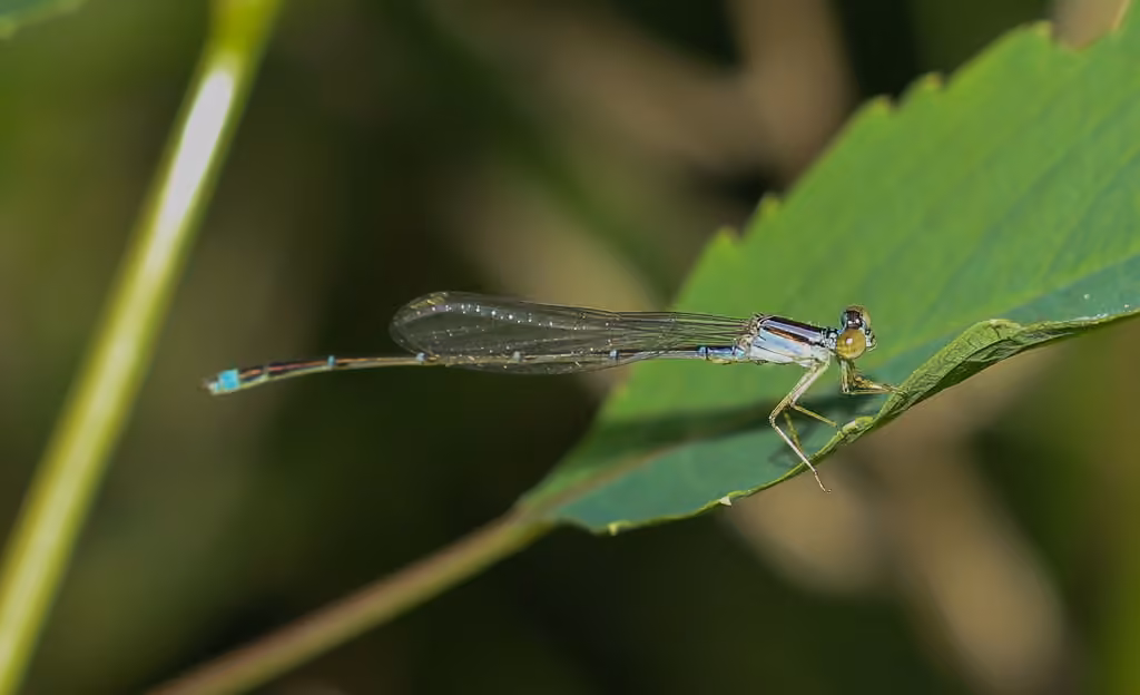 Orange Bluet, Male