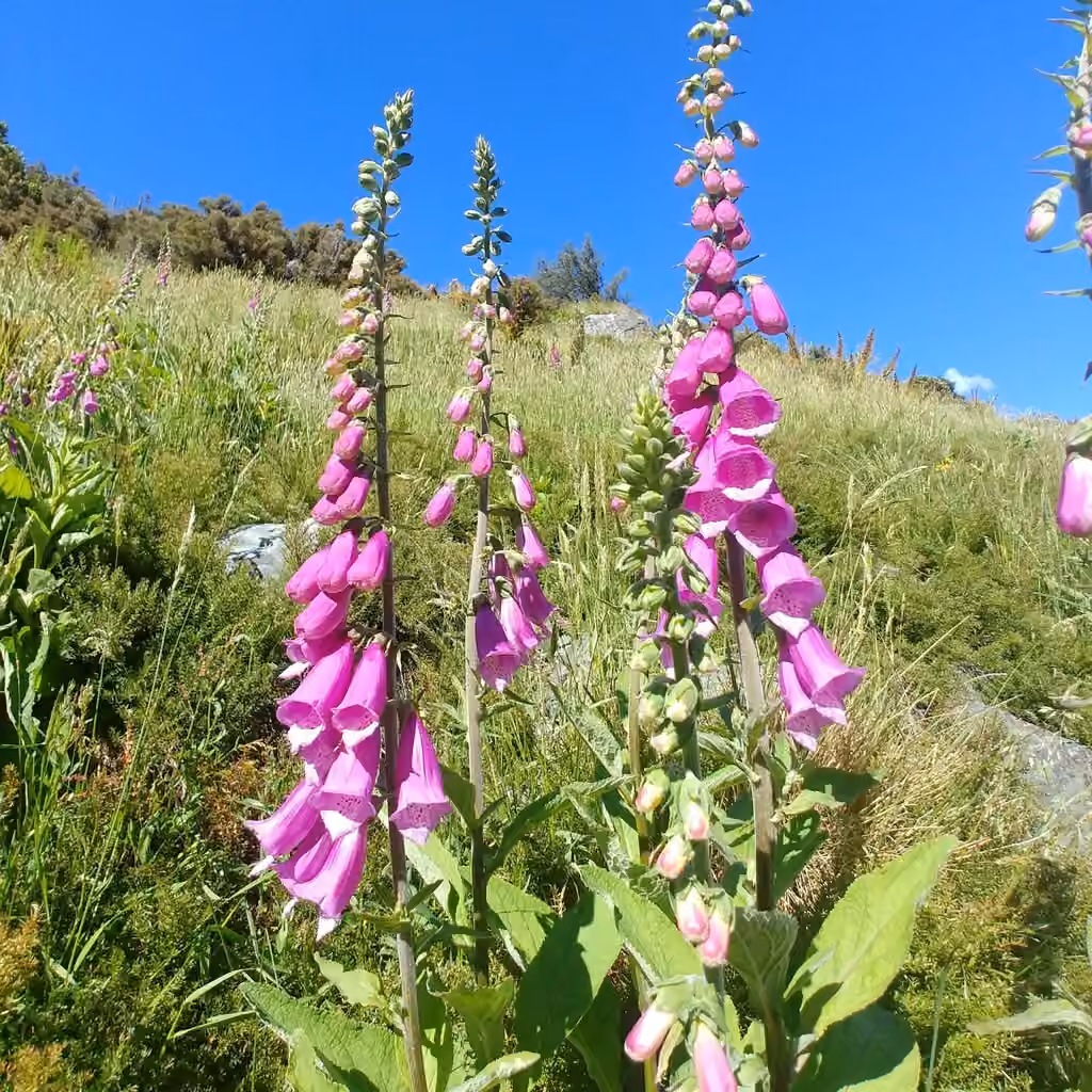 Purple foxglove, photo 3 of 5