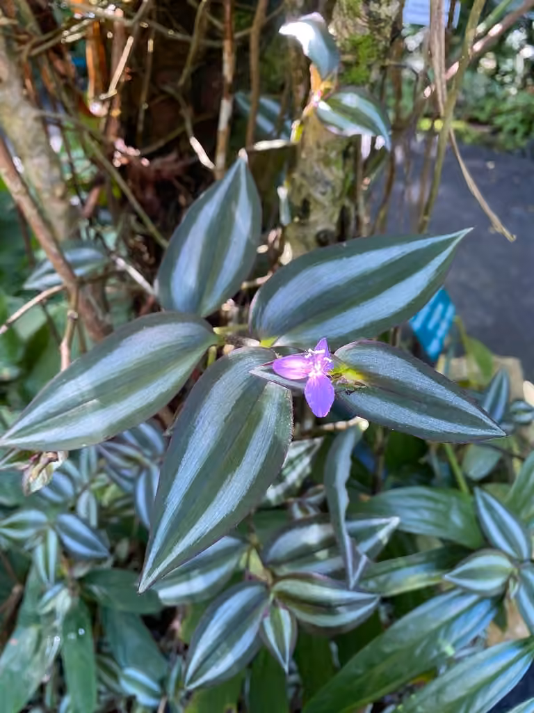 Misère, En fleurs