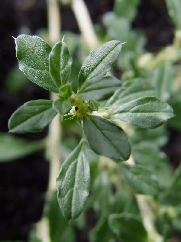 Amarante blanche